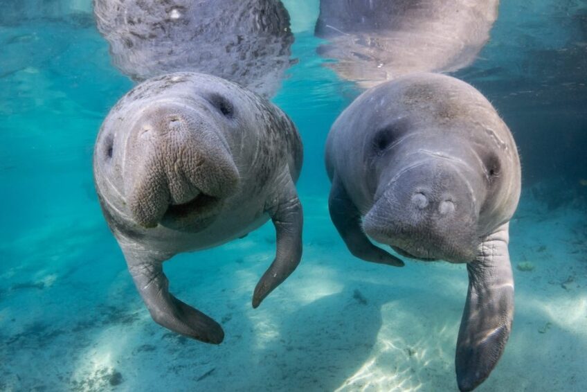 Crystal River - manatees 848x566