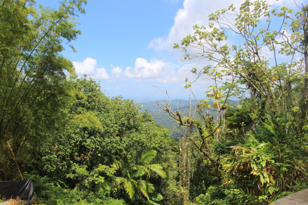 Things to do in Puerto Rico - El Yunque rainforest