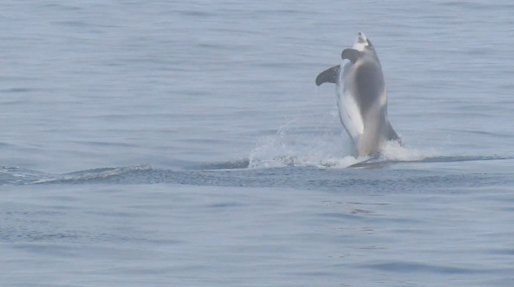 Elding Whale Watching in Iceland