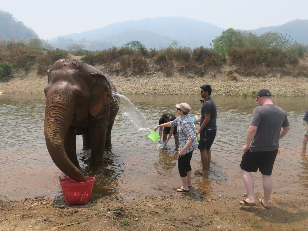 Elephant Nature Park in Chiang Mai