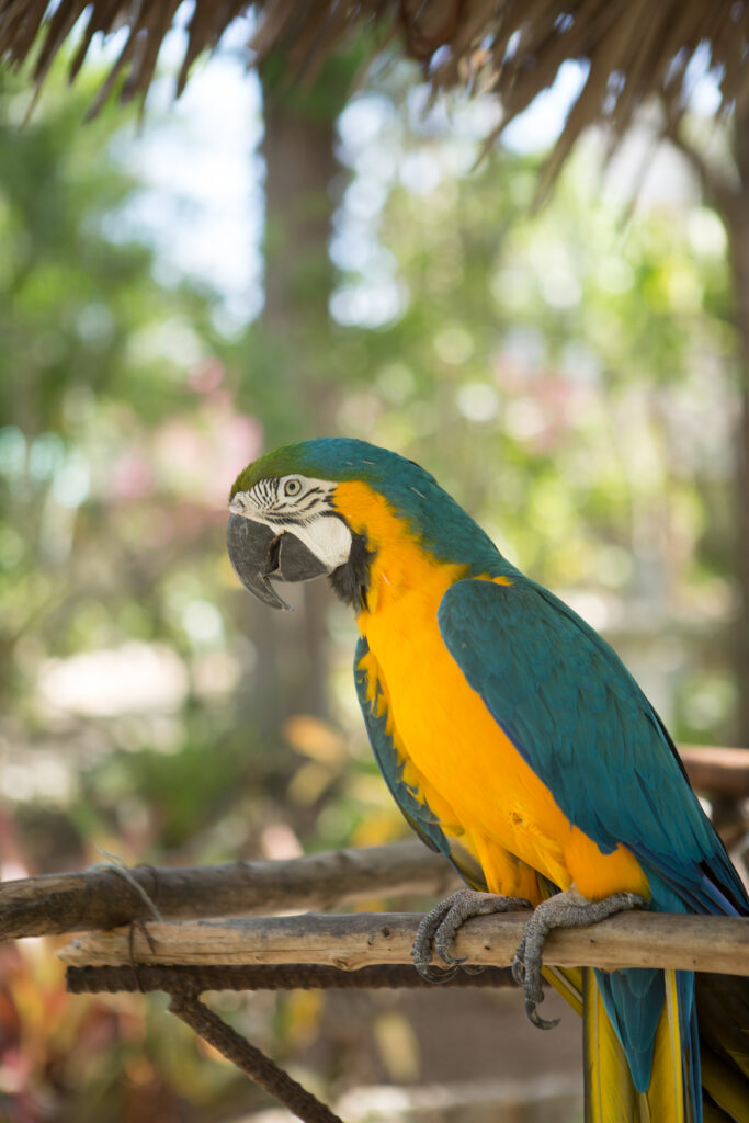 Bahamas FAM Trip - Nassau parrot bird