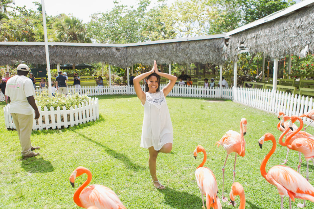 Flamingos at Ardastra Zoo Nassau Bahamas