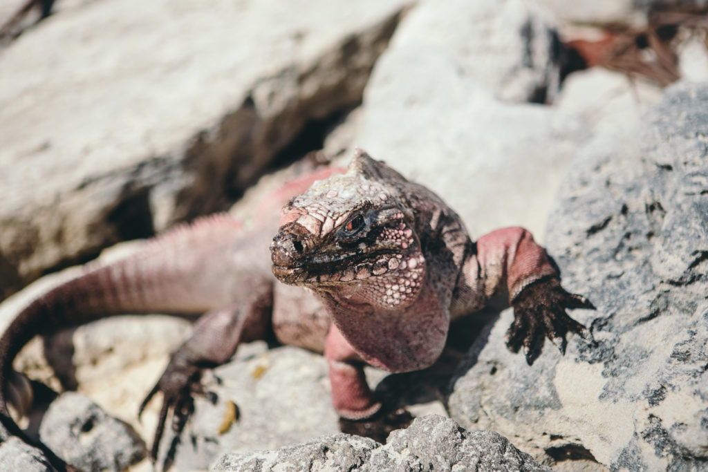 Pink Iguana Exuma Cays Bahamas