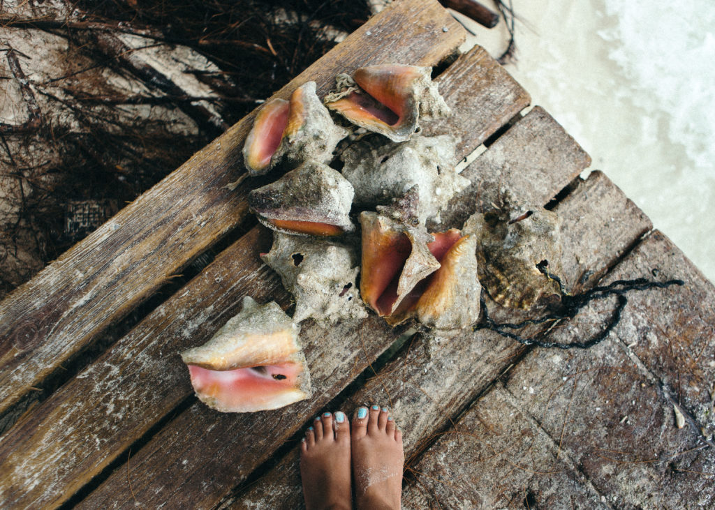 Conch Shells on Exuma Bahamas