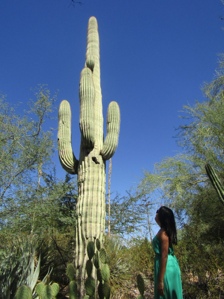 Desert Botanical Garden Phoenix Arizona cactus