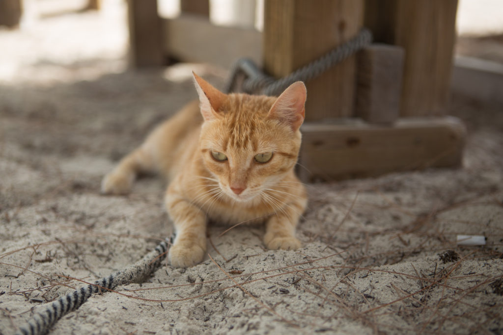 Chat N Chill Exuma Bahamas - cat