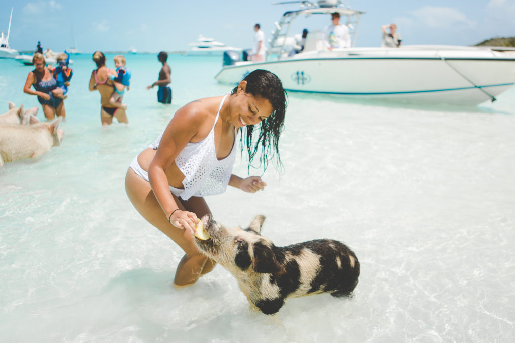 Pig Beach Exuma Bahamas - Swimming Pigs in Exuma
