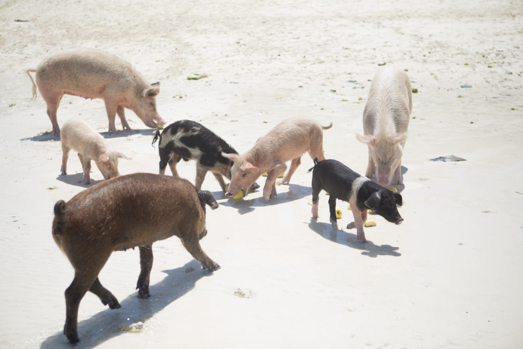 Swimming Pigs in Exuma
