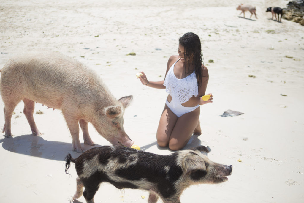 Swimming Pigs in Exuma
