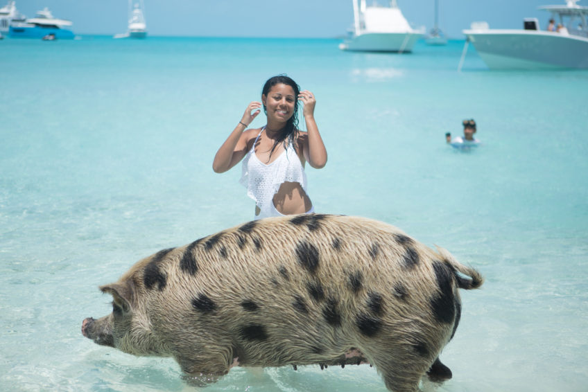 Pig Beach Exuma Bahamas - Things to Do in Exuma