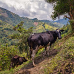 Colombia South America medellin coffee tour cows - things to do in Medellin