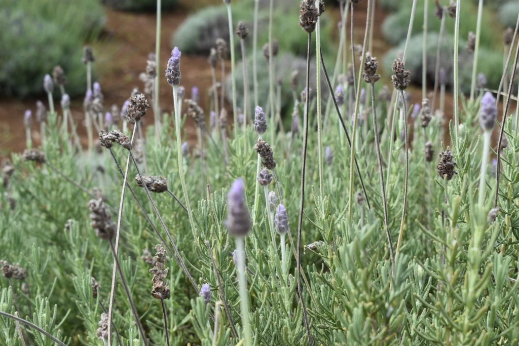 hawaii lavender farm maui