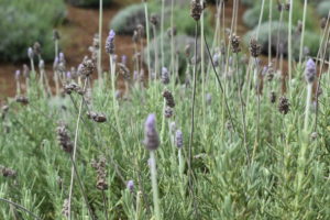 maui hawaii lavender farm