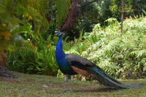 maui road to hana tips