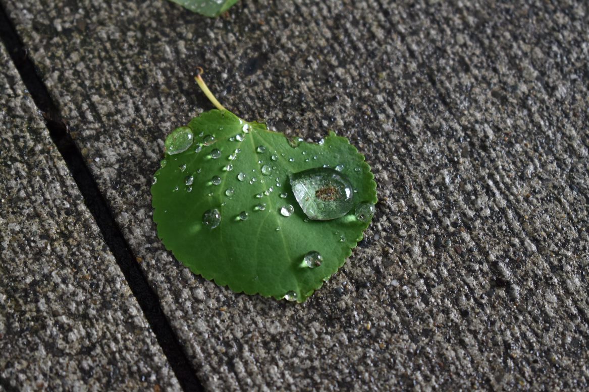 watery leaf - Seattle Girls Trip