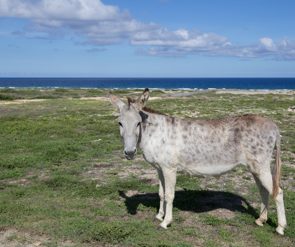 Aruba Certified Expert donkey