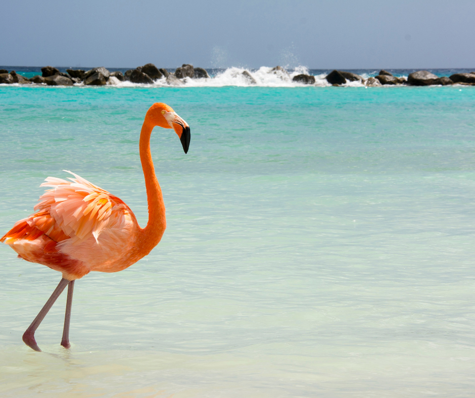 One Happy Honeymoon Program - Aruba Certified Expert flamingo