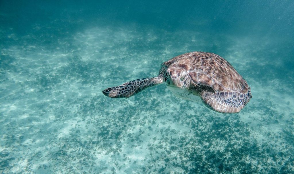 sea turtle - Tulum Ruins, Reef Snorkeling, and Cenote