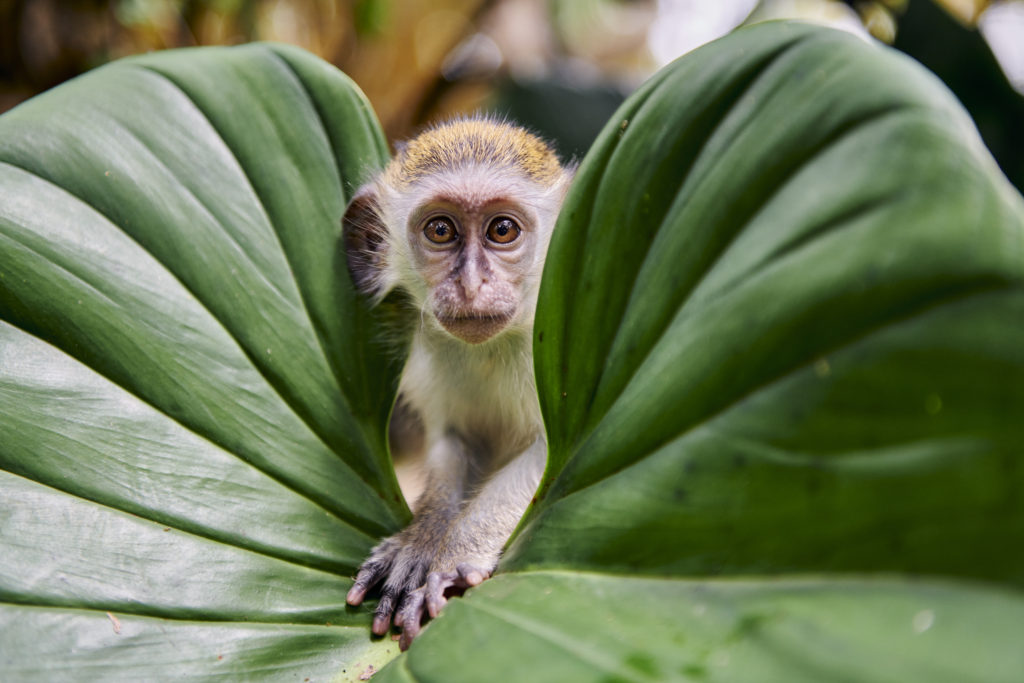 Visiting Barbados During Crop Over 