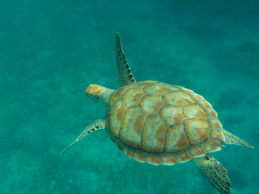 Barbados Snorkeling Cruise - Barbados Island Tour