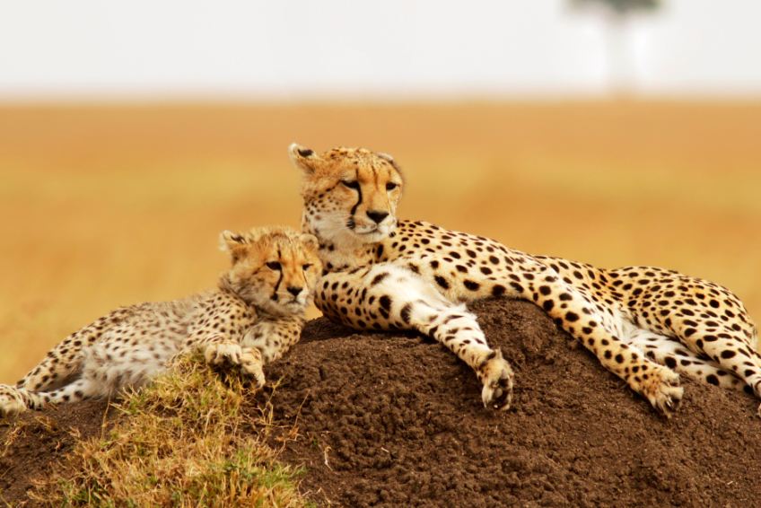 African safari tips