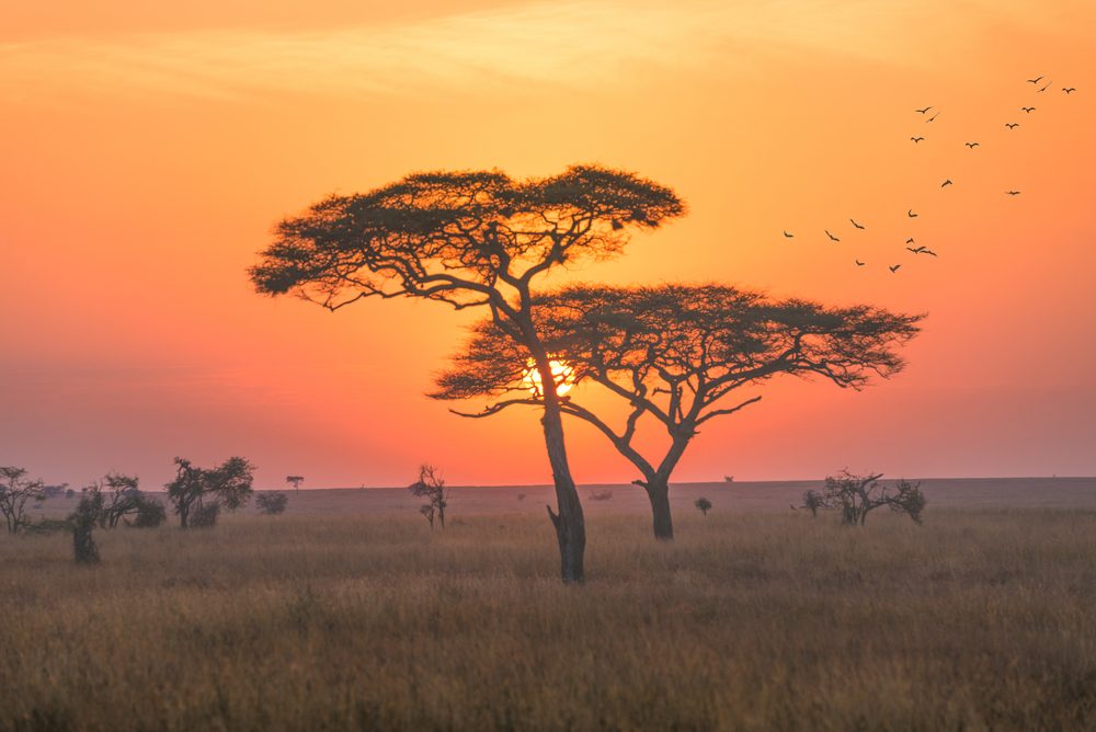 African safari tips - Serengeti National Park