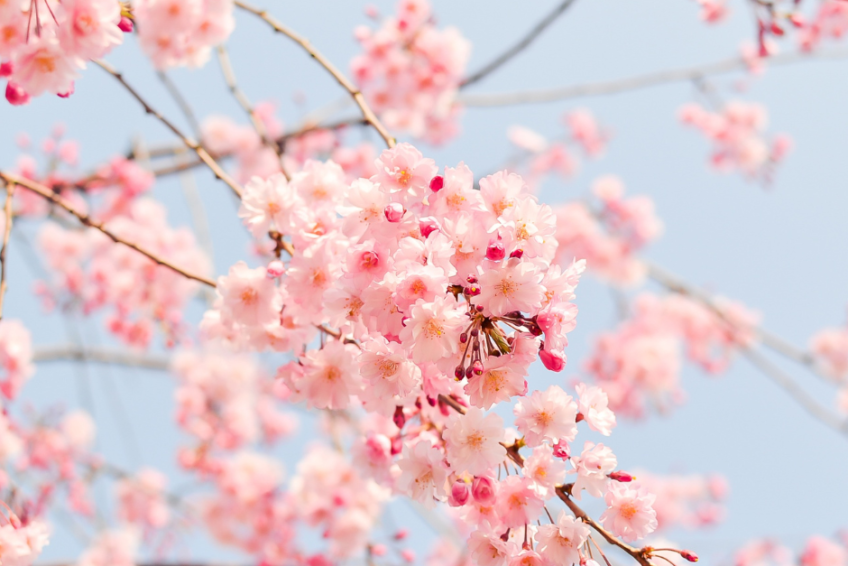 where to see cherry blossoms