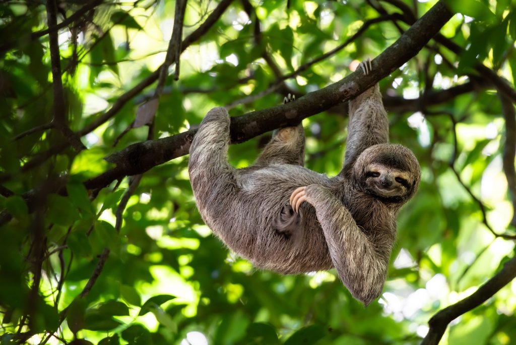 Costa-Rica-sloth - Costa Rica all inclusive resorts