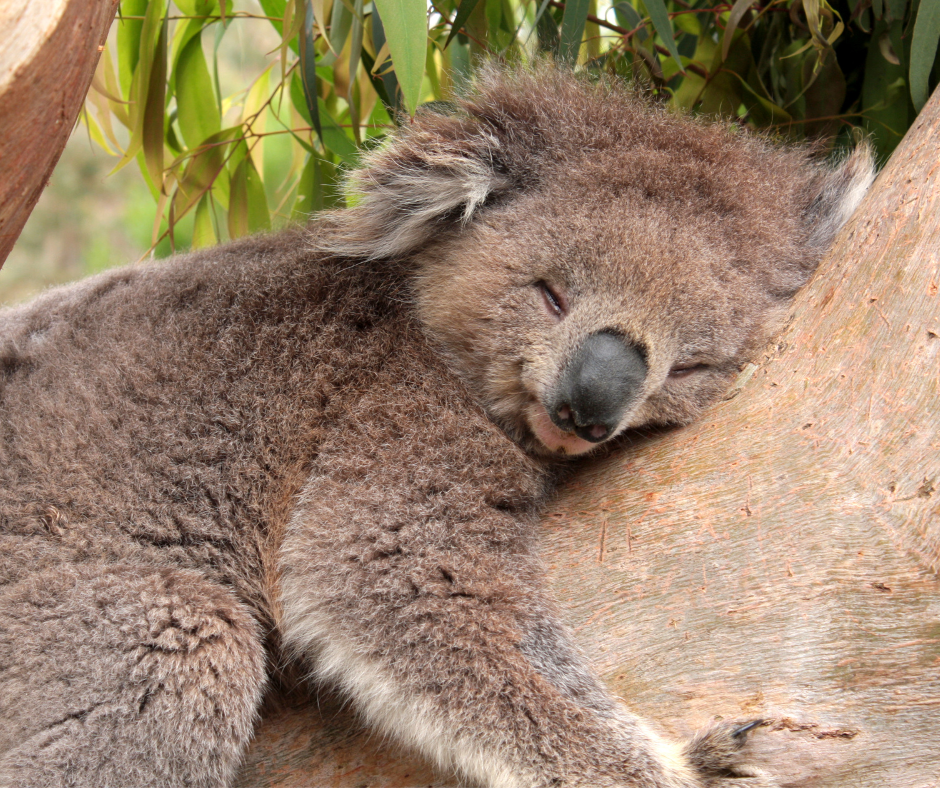 Travel to Australia - koala
