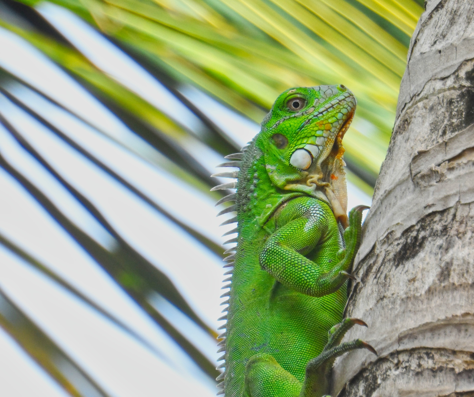 ABC Islands in the Caribbean - Bonaire iguana