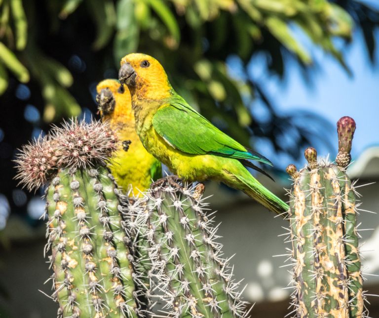 ABC Islands in the Caribbean - Paradise - Travel Agent Diary