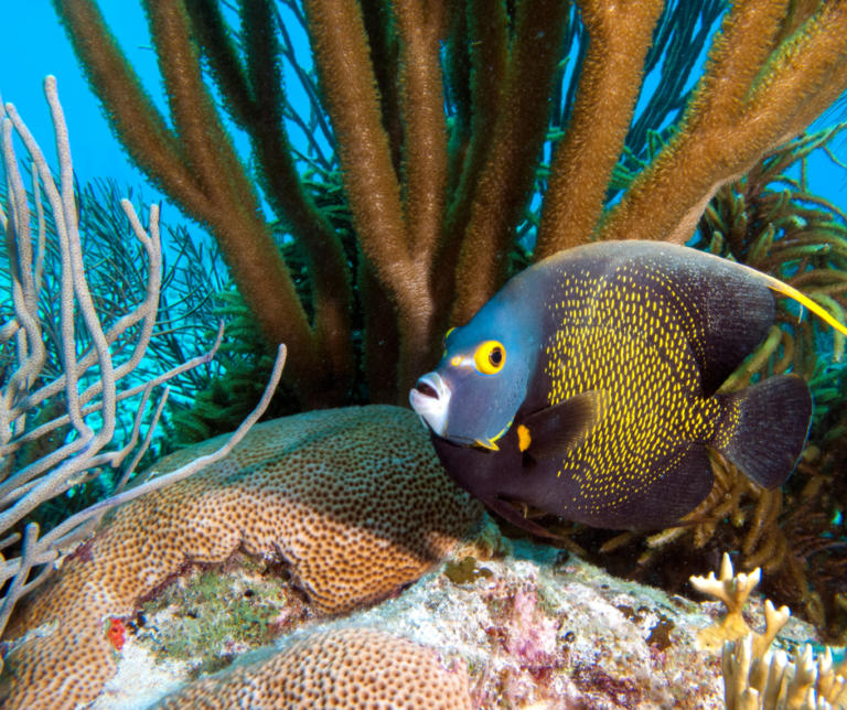ABC Islands in the Caribbean - Paradise - Travel Agent Diary