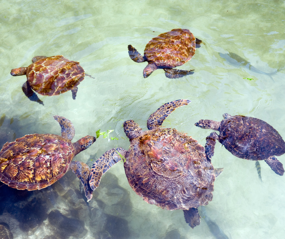 Best Beaches in Africa - Zanzibar turtles