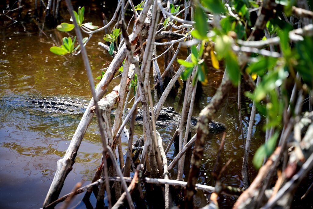 Visiting The Everglades in Florida