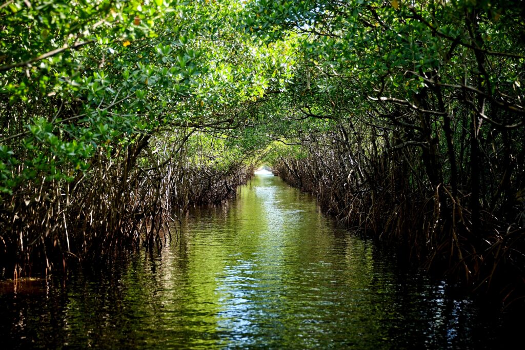 Visiting The Everglades in Florida